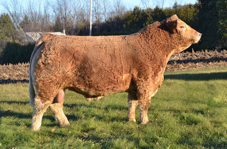 HRJ BULLETPROOF 411B